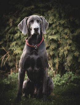 Aramis, stattlicher Weimaranerrüde - Gelnhausen