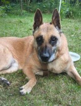 Liebevolle Seele RUBY in Bayern ‼️‼️🆘🆘 - München