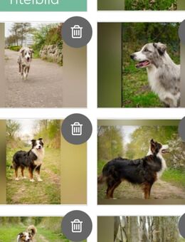 Deckrüden Border Collie und Australian Shepherd - Osterrönfeld