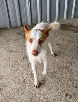 CARROT LIEBT DIE MENSCHEN - Mönchengladbach
