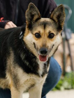 Serwa, ruhige Traumhündin ca. 5 Jahre - Vaterstetten