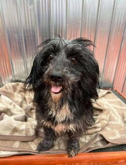 🐾❤️ DANA, ca. 1 Jahr, ca.35-38 cm. - Eichendorf