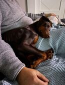 17 Wochen alten Dobermann männlich abzugeben in 90441