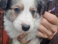 Border Collie/Australian Sheperd Welpen - Rottenburg (Laaber)