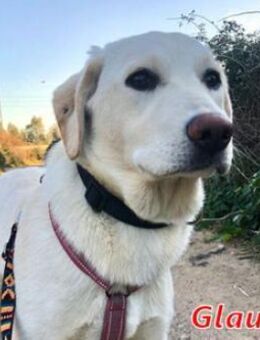 GLAUCO - so ein hübscher Bub - Regensburg