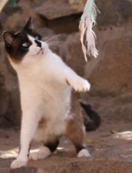 Samtpfote Fray sucht für-immer-Zuhause - Walluf