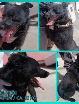 Kodi kroatischer Schäferhund Mischling - Margetshöchheim
