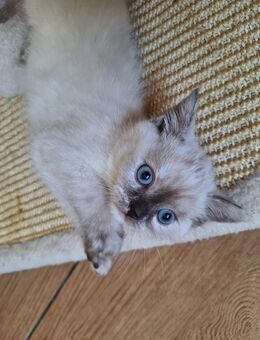 Entzückende BKH-Mix-Kitten - Mühlingen