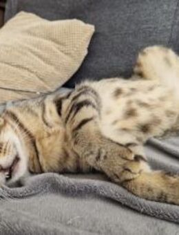 Kevin, getigerter Dauerschnurrer, ca. 3J - Vaterstetten