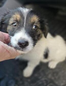 Taya - Welpenmädchen sucht ein Zuhause - Philippsburg