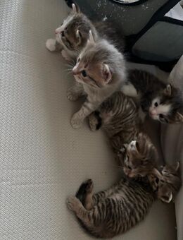 EKH/Heilige Birma Mix Kitten - Straßberg
