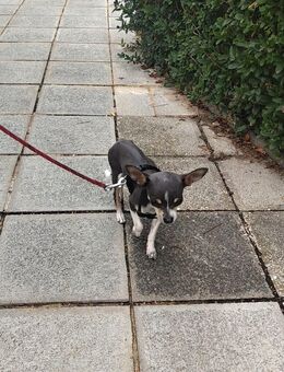 Ein charmanter, grauweißer Chihuahua-Rüde 10 Monate - Dachau