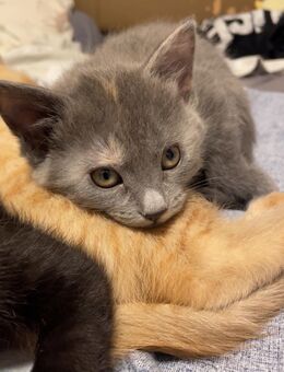 Bengal Mix kitten - Aschaffenburg
