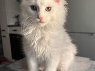Kitten Main Coon/Norweger mix - Mönchengladbach