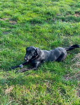 Labrador Hündin 3 Jahre - Nortmoor