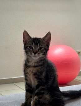 Süßer Kater sucht liebevolles Zuhause - Köln