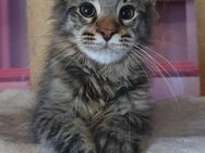 Reinrassiges maine coon baby xxl - Gerolstein