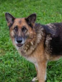 LOIC - Senior mit vollem Elan - Overath