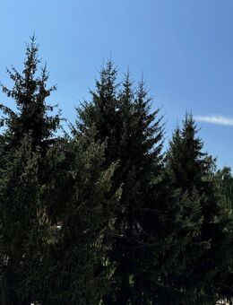 Schöne helle frisch renovierte und sofort verfügbaren, 3 Zimmerwohnung mit Balkon - Heldrungen