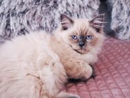 EIN KITTEN NOCH VERFÜGBAR! - Hamburg