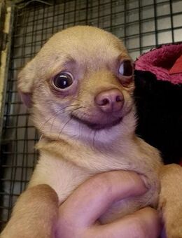 🌟 Kleiner Yoda sucht großes Glück - Kassel