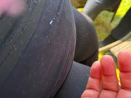 Hallo meine kitten suchen neues Liebe volles Zuhause - Wesseling Zentrum