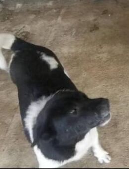 Stanley sucht ein liebevolles Zuhause - Blankenheim (Nordrhein-Westfalen)