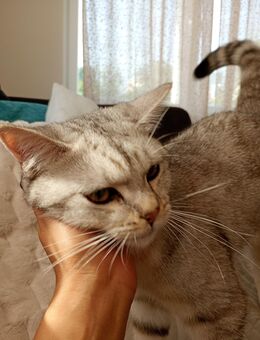 Junger BKH Kater abzugeben (9 Monate) - Herford (Hansestadt)