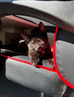 Katzenbabys suchen ein neues Zuhause - Aldingen