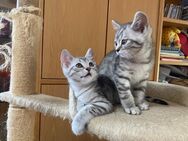 2 reinrassige BKH-Kitten (Jungs) Silber Whiskas Katze - Siegburg