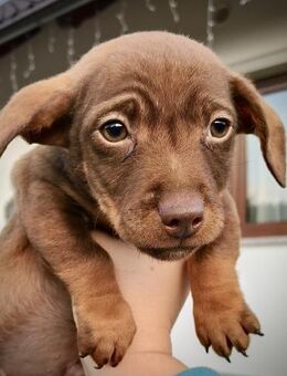 Der kleine Chico freut sich auf sein neu - Spenge