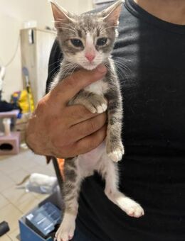 Finlo aus dem Tierschutz - Grevenbroich