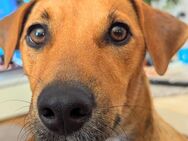 Jack Russel "Max" sucht dringend ein neues Zuhause - Hohenwart