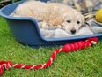 Golden Retriverwelpen in 23996