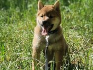 Shiba Inu Rüde mit Ahnentafel – gut sozialisiert, vollständig geimpft, sucht ein liebevolles Zuhause - Regensburg