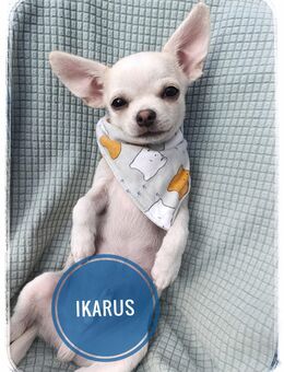 Chihuahua Rüde in Traumfarbe aus seriöser Zucht - Wiedergeltingen