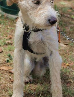 Toto sucht sein FÜR IMMER ZUHAUSE - Berlin