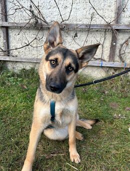 Unser toller Schäferhundmischlingsrüde Theo, 6-7 Monate alt, sucht ein warmes Körbchen - Angern