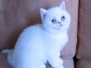 Reinrassige Kitten mit blauen Augen - Neuwied
