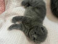 🐾 Süße Bkh kitten 🐾 - Lollar
