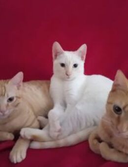 Nathan und Leopold (ALO) - Geisenheim