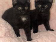 Geschwister Kitten - Iserlohn