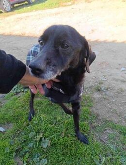Senior Nerone sucht ein Zuhause - Kropp