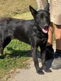 Schäferhund Mix Pan - Ellerbek