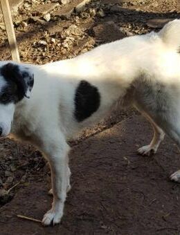 freundlicher Scruch - Itzehoe