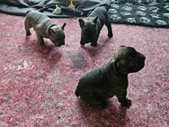 3 kleine verspielte Französische Bulldogwelpen - Küssaberg