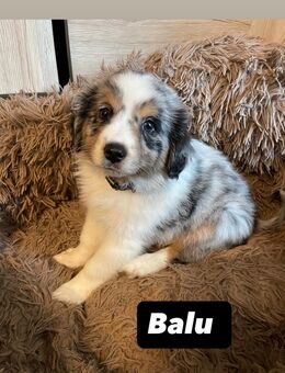 Australian Shepherd Welpen - Essen
