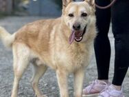 Bewegungsfreudiger HACHIKO2 sucht... - Geilenkirchen