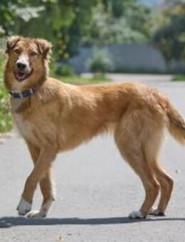 Wunderschöne Foxy sucht ihr Zuhause - Ottweiler