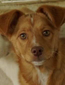 Rosalie, geb. ca. 12/2022, GRIECHENLAND - Euskirchen